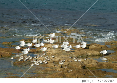 Seagulls fronting the "Terrazza Mascagni" in 67402707