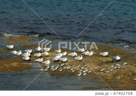 Seagulls fronting the "Terrazza Mascagni" in 67402708