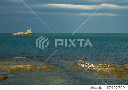 Seagulls fronting the "Terrazza Mascagni" in 67402709