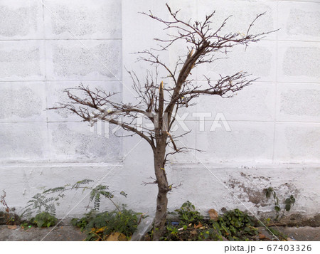 Trees without leaves 67403326