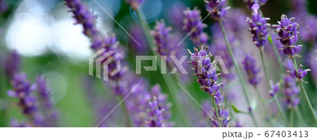 Lavender Field in the summer 67403413