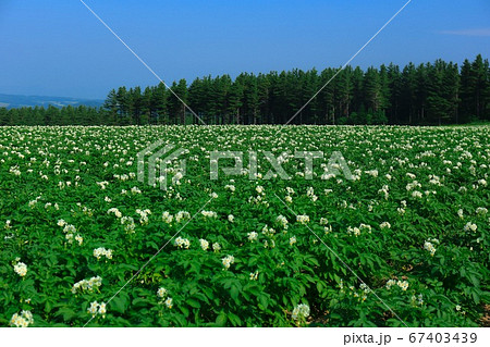 じゃがいも畑 じゃがいも畑 67403439