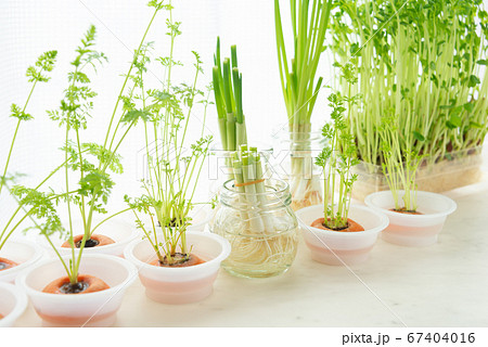 リボベジいろいろ　再生野菜の栽培　リボベジで節約　窓辺でリボベジ　豆苗、ニンジン、小ネギのリボベジ 67404016