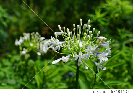 7月 調布303アガパンサス・ユリ科・京王フローラルガーデンアンジェ 7月 調布303アガパンサス・ユリ科・京王フローラルガーデンアンジェ 67404132