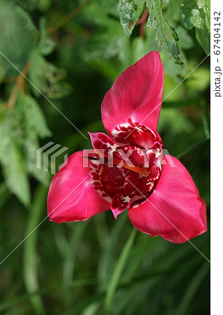 7月 調布293チグリジア・アヤメ科(虎百合)・京王フローラルガーデンアンジェ 7月 調布293チグリジア・アヤメ科(虎百合)・京王フローラルガーデンアンジェ 67404142