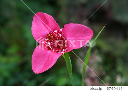 7月 調布291チグリジア アヤメ科 虎百合 京王フローラルガーデンアンジェの写真素材