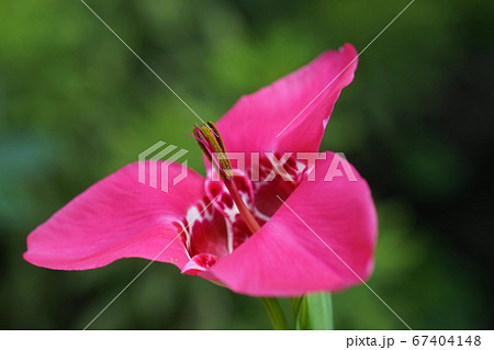 7月 調布290チグリジア・アヤメ科(虎百合)・京王フローラルガーデンアンジェ 7月 調布290チグリジア・アヤメ科(虎百合)・京王フローラルガーデンアンジェ 67404148