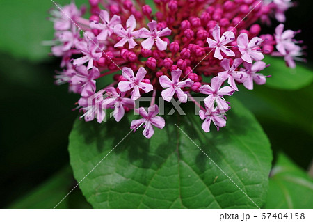 7月　調布278ボタンクサギ･クマツヅラ科･京王フローラルガーデンアンジェ 67404158