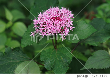 7月 調布279ボタンクサギ・クマツヅラ科・京王フローラルガーデンアンジェ 7月 調布279ボタンクサギ・クマツヅラ科・京王フローラルガーデンアンジェ 67404159