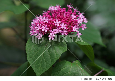 7月　調布276ボタンクサギ･クマツヅラ科･京王フローラルガーデンアンジェ 67404160