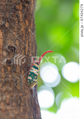 Lantern bug, Lanternfly or Fulgorid bug or 67404279