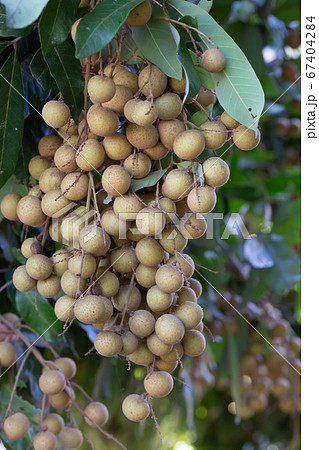 Tropical fruits longan in Chiang Mai, Thailand Tropical fruits longan in Chiang Mai, Thailand 67404284