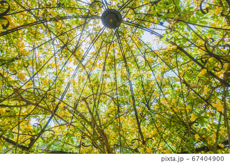 黄モッコウバラを内側から眺める【ロサ・バンクシアエ・ルテア】 67404900