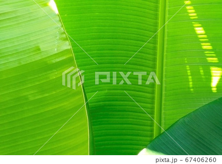 Pattern of light green banana leaves 67406260