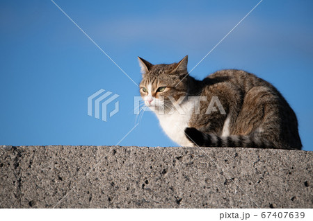 青空を背景に遠くを見つめる海辺の野良猫 青空を背景に遠くを見つめる海辺の野良猫 67407639