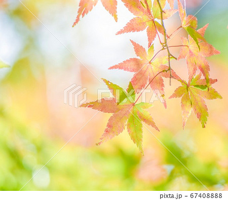 紅葉 素材 67408888