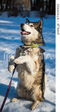 Alaskan Malamute dog training commands in winter Alaskan Malamute dog training commands in winter 67409402