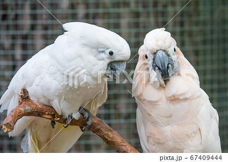 Lovely couple white cockatoos parrots on branch 67409444
