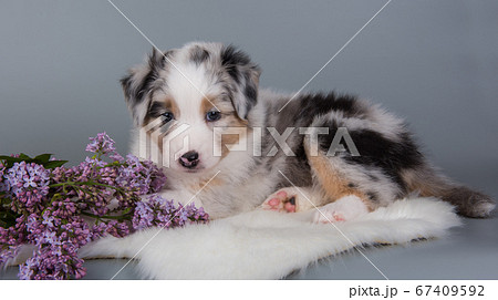 Red Merle Australian Shepherd puppy lilac flowers Red Merle Australian Shepherd puppy lilac flowers 67409592