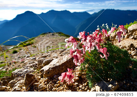 北アルプス 高山植物の女王 北アルプス 高山植物の女王 67409855