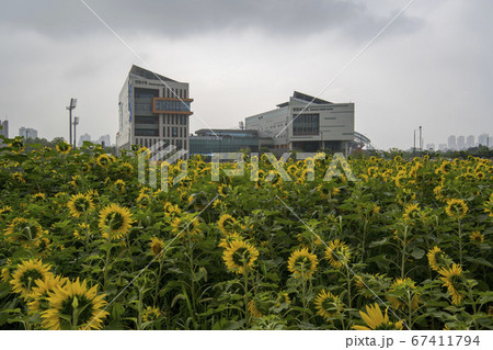 自然 風景 韓国 67411794