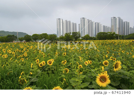 花 花畑 ヒマワリ 67411940