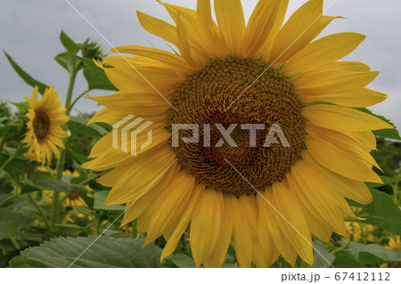 花 花畑 ヒマワリ 67412112