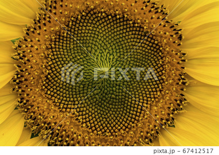 花 花畑 ヒマワリ 67412517