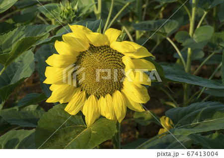 花 花畑 ヒマワリ 67413004