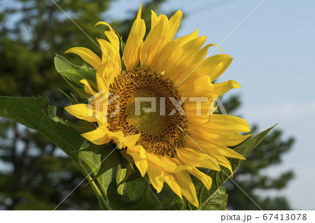 花 花畑 ヒマワリ 67413078