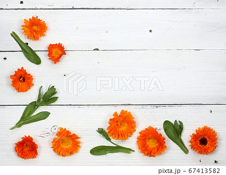 Marigold flower background, Calendula officinalis 67413582