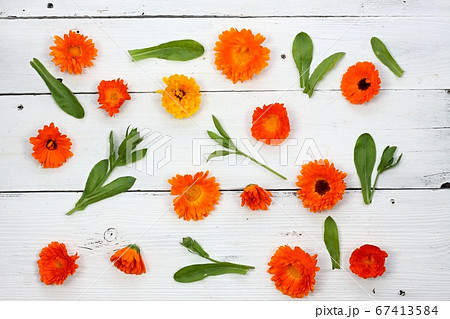 Marigold flower background, Calendula officinalis 67413584