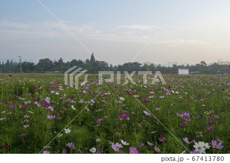 風景 自然 韓国 67413780