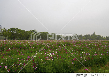 風景 自然 韓国 67413839