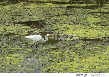 屋外 室外 植物 67414079