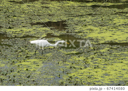 屋外 室外 植物 67414080