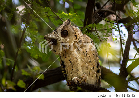 indian scops owl or Otus bakkamoena portrait perched on branch in a natural setting at keoladeo national park or bharatpur bird sanctuary rajasthan india indian scops owl or Otus bakkamoena portrait perched on branch in a natural setting at keoladeo national park or bharatpur bird sanctuary rajasthan india 67414545