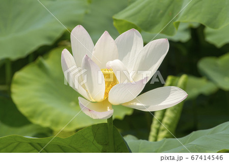 蓮の葉 蓮 花 67414546