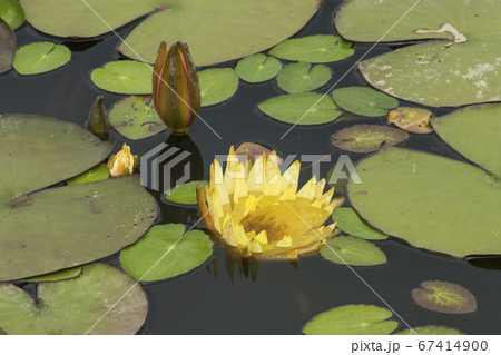 芽 蓮の葉 池 67414900