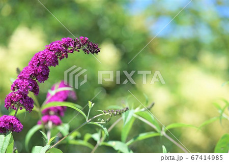 赤紫の花が有る花壇 67414985