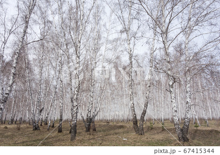 birch forest 67415344