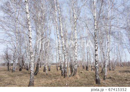 birch forest 67415352