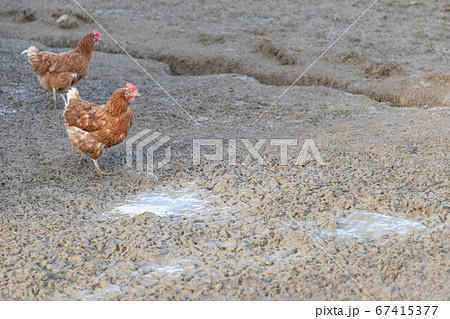 Brown chickens live outdoors at bio poultry farm Brown chickens live outdoors at bio poultry farm 67415377