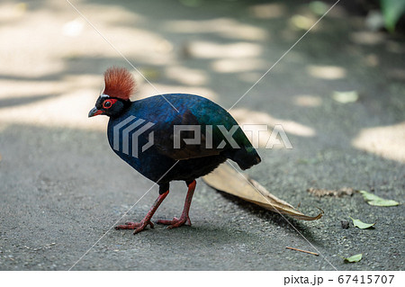 The crested partridge, Rollulus rouloul, also known as the crested wood partridge, roul-roul, red-crowned wood partridge, green wood quail or green wood partridge The crested partridge, Rollulus rouloul, also known as the crested wood partridge, roul-roul, red-crowned wood partridge, green wood quail or green wood partridge 67415707
