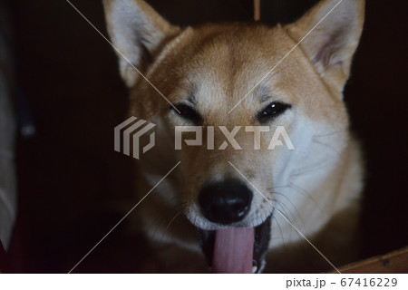 柴犬のあくび 柴犬のあくび 67416229