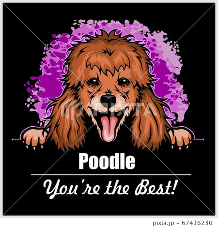 Poodle - Peeking Dogs - breed face head isolated on black Poodle - Peeking Dogs - breed face head isolated on black 67416230