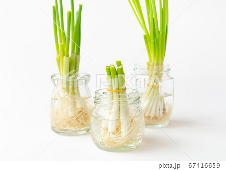 小ネギのリボベジ　再生野菜の栽培　リボベジで節約　 67416659