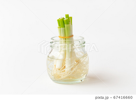 小ネギのリボベジ　再生野菜の栽培　リボベジで節約　 67416660
