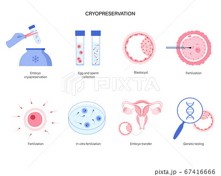 Reproductive system concept 67416666