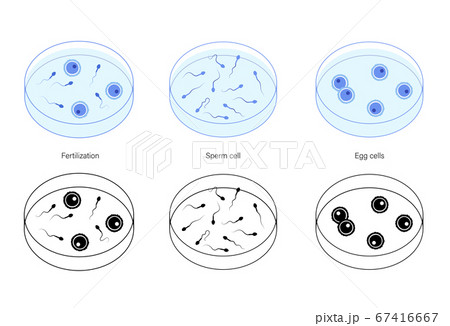 Reproductive system concept Reproductive system concept 67416667